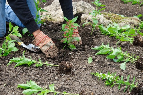 Professional garden tidy-up in a Chessington home